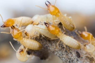 D-Tec Pest Solutions - Termite Treatment Cost