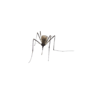 Mosquito service