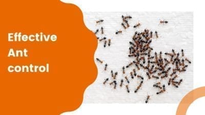 Effective Ant Control