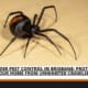 Spider Pest Control in Brisbane